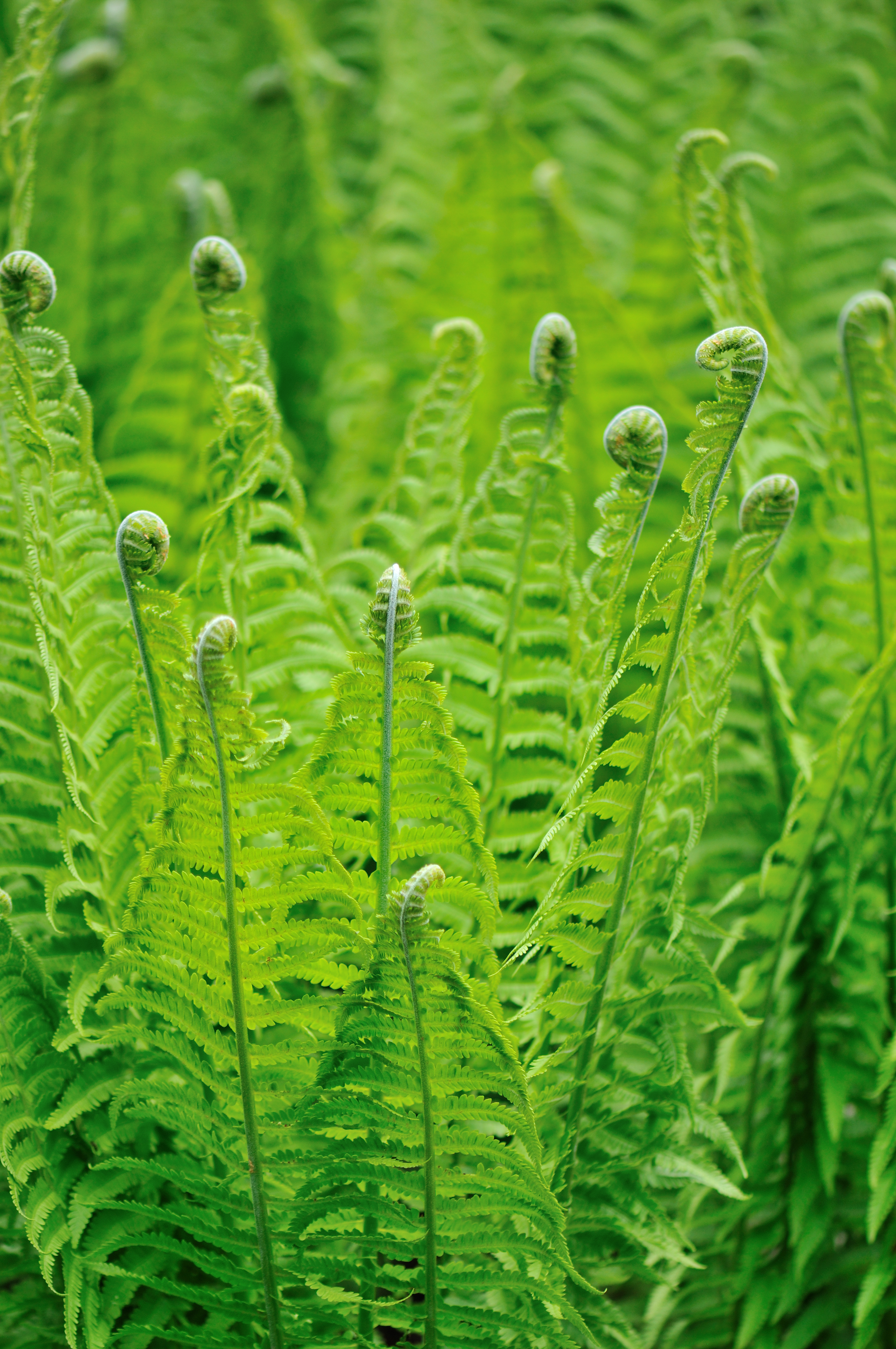 Fiddlehead fern